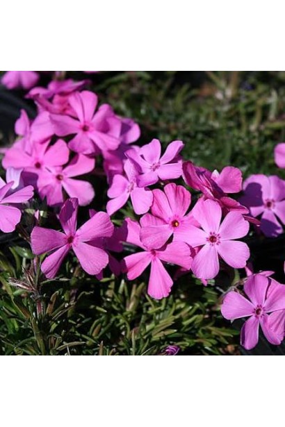 Phlox subulata Drummond Pink у цвітінні